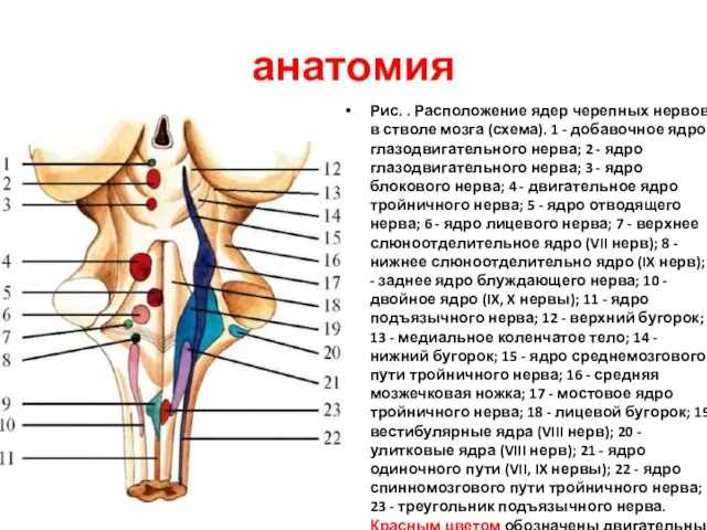 анатомия Рис. . Расположение ядер черепных нервов в стволе мозга (схема).