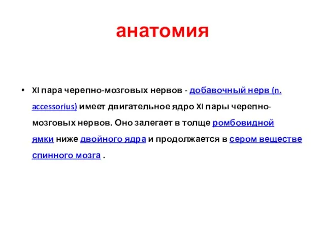 анатомия XI пара черепно-мозговых нервов - добавочный нерв (n. accessorius) имеет