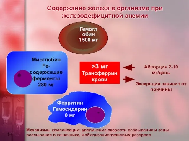 Содержание железа в организме при железодефицитной анемии Механизмы компенсации: увеличение скорости