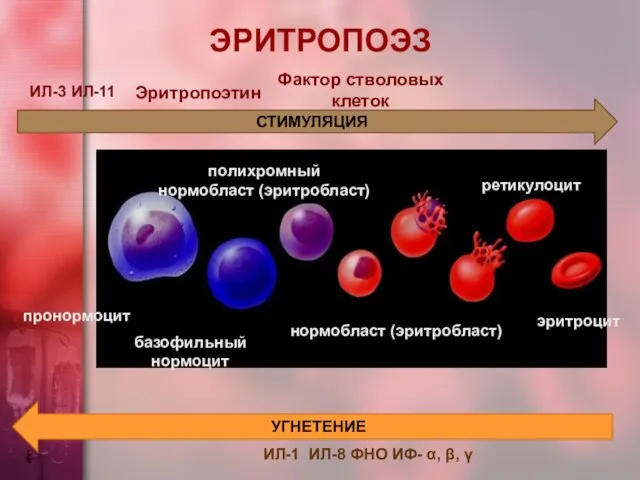 СТИМУЛЯЦИЯ ИЛ-3 ИЛ-11 Эритропоэтин Фактор стволовых клеток ИЛ-1 ИЛ-8 ФНО ИФ- α, β, γ УГНЕТЕНИЕ ЭРИТРОПОЭЗ