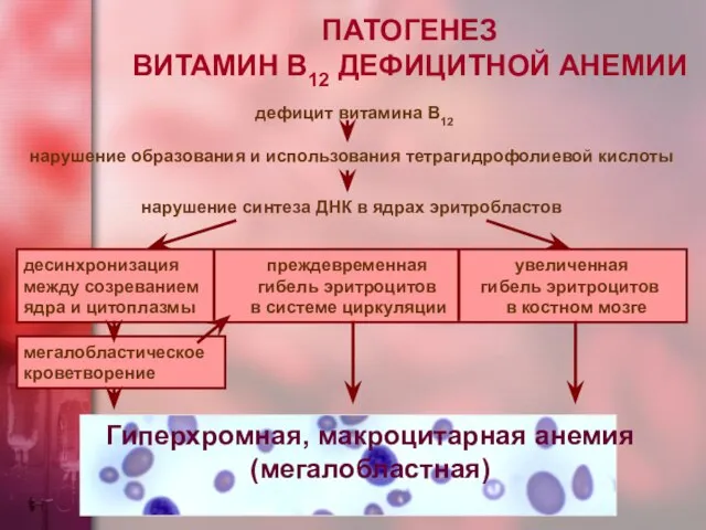 ПАТОГЕНЕЗ ВИТАМИН В12 ДЕФИЦИТНОЙ АНЕМИИ дефицит витамина В12 нарушение образования и