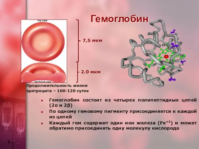 Гемоглобин Гемоглобин состоит из четырех полипептидных цепей (2α и 2β) По