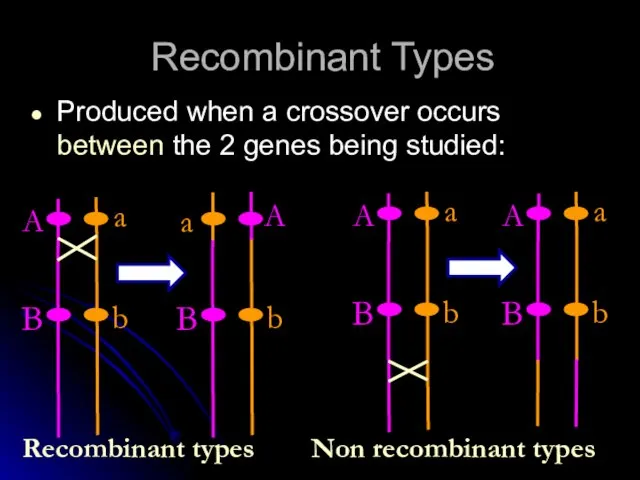 Recombinant Types Produced when a crossover occurs between the 2 genes