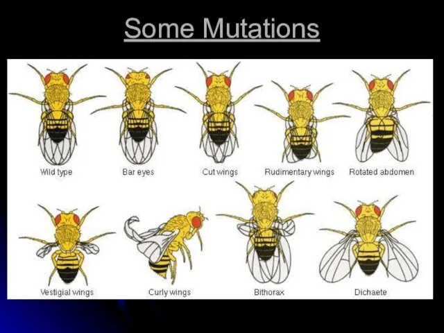 Some Mutations