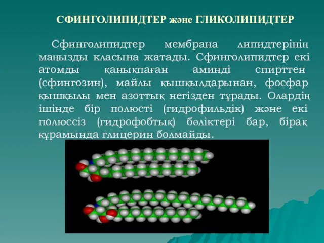 СФИНГОЛИПИДТЕР және ГЛИКОЛИПИДТЕР Сфинголипидтер мембрана липидтерінің маңызды класына жатады. Сфинголипидтер екі