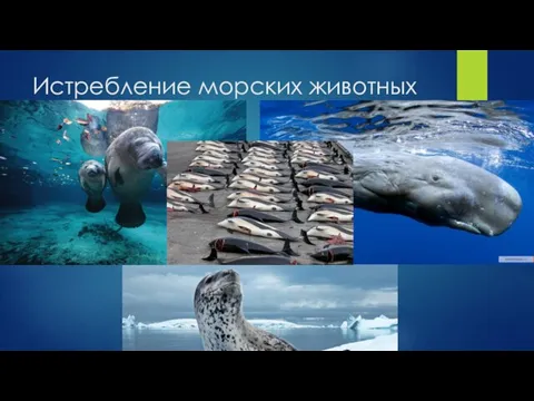 Истребление морских животных