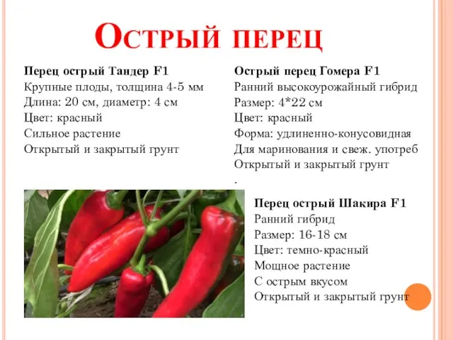 Острый перец