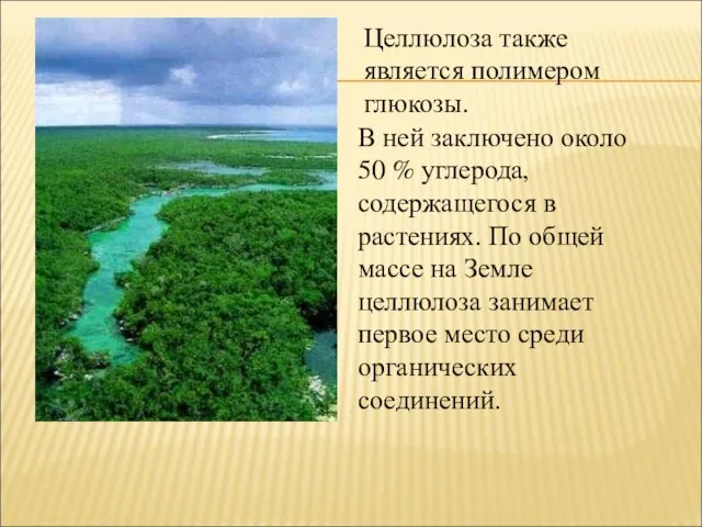 Целлюлоза также является полимером глюкозы. В ней заключено около 50 %