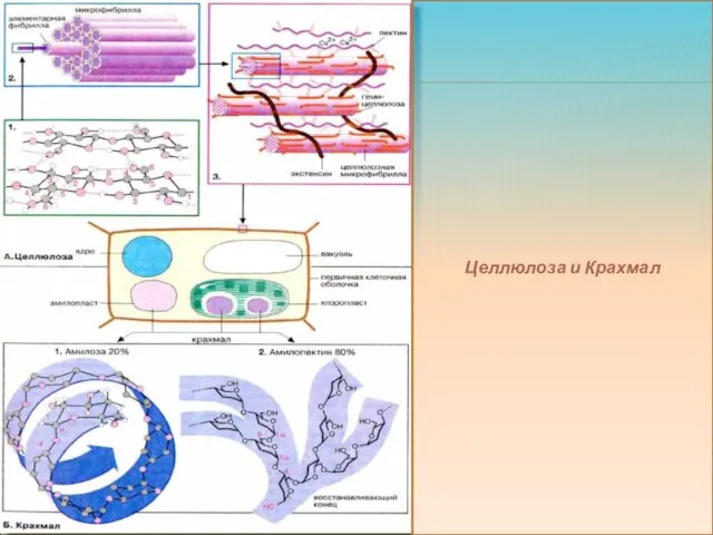 Целлюлоза и Крахмал