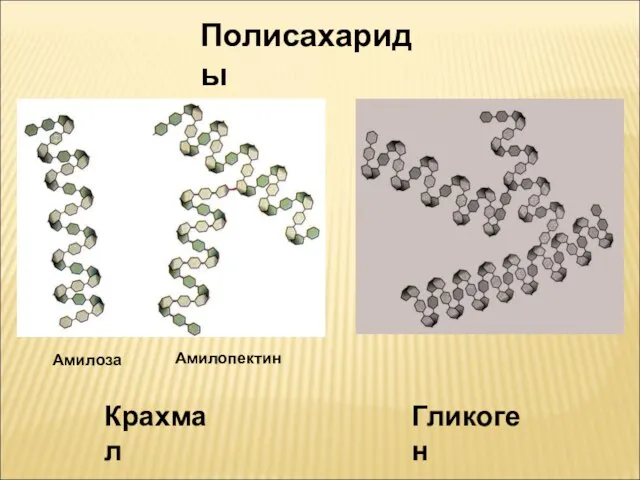 Полисахариды Крахмал Гликоген Амилоза Амилопектин