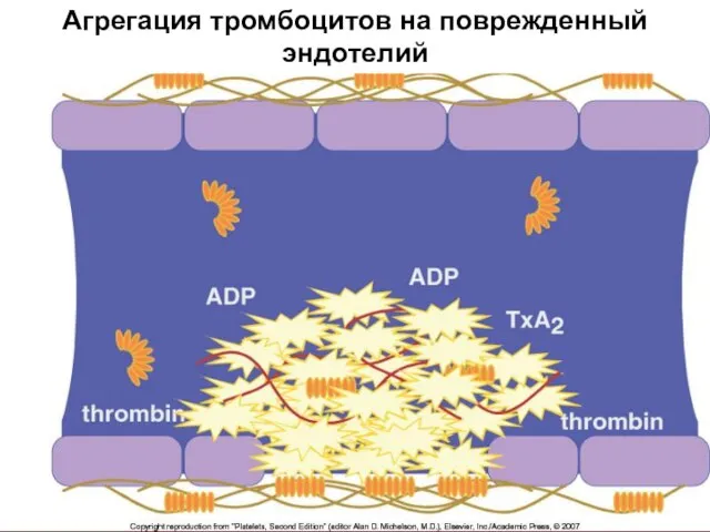 Агрегация тромбоцитов на поврежденный эндотелий