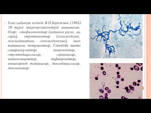 Ұлпа қабынуы кезінде В.П.Бережной (1985) 19 түрлі микроорганизмдерді анықтаған. Олар: стафилококктар