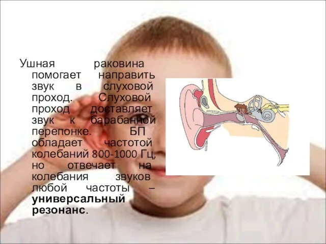 Ушная раковина помогает направить звук в слуховой проход. Слуховой проход доставляет