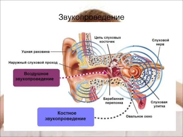 Звукопроведение