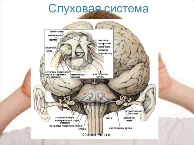 Слуховая система