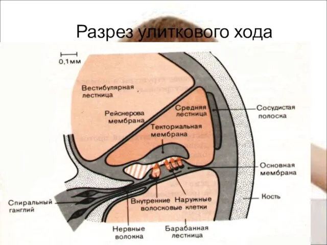 Разрез улиткового хода