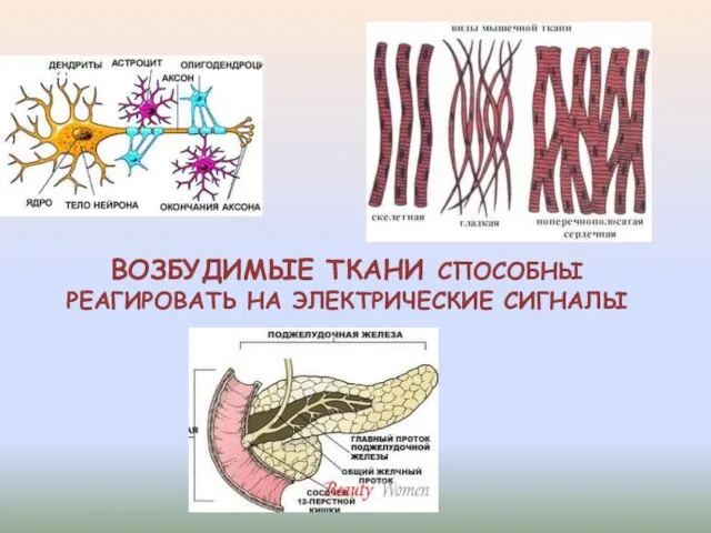 ВОЗБУДИМЫЕ ТКАНИ СПОСОБНЫ РЕАГИРОВАТЬ НА ЭЛЕКТРИЧЕСКИЕ СИГНАЛЫ