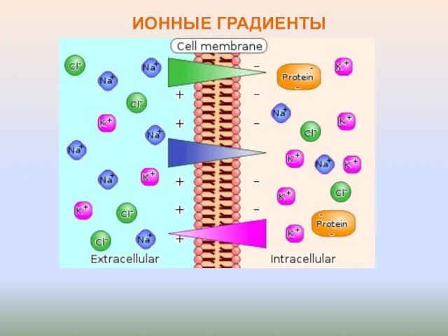 ИОННЫЕ ГРАДИЕНТЫ