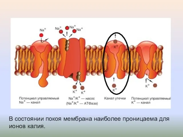 В состоянии покоя мембрана наиболее проницаема для ионов калия.