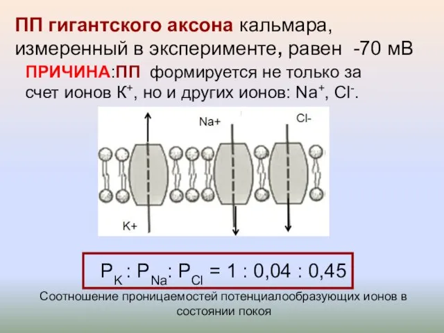 ПРИЧИНА:ПП формируется не только за счет ионов К+, но и других