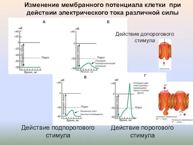 Изменение мембранного потенциала клетки при действии электрического тока различной силы Действие