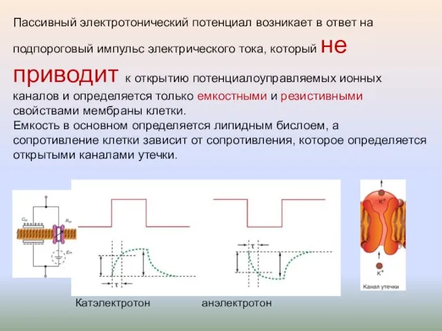 Пассивный электротонический потенциал возникает в ответ на подпороговый импульс электрического тока,