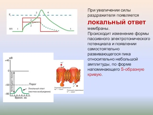 При увеличении силы раздражителя появляется локальный ответ мембраны. Происходит изменение формы