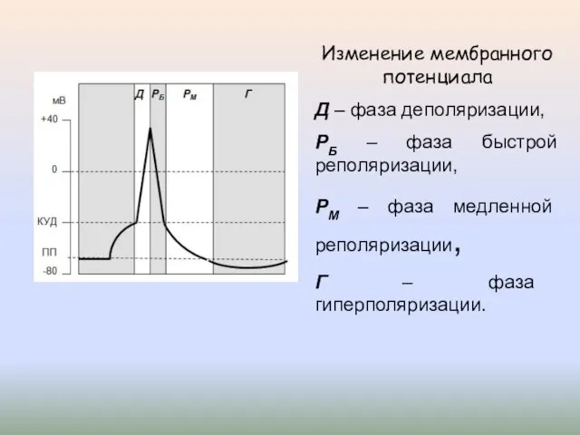 Изменение мембранного потенциала Д – фаза деполяризации, РБ – фаза быстрой