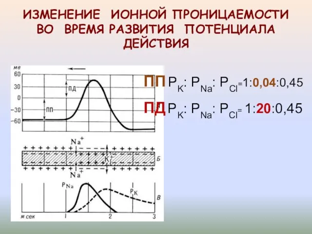 ИЗМЕНЕНИЕ ИОННОЙ ПРОНИЦАЕМОСТИ ВО ВРЕМЯ РАЗВИТИЯ ПОТЕНЦИАЛА ДЕЙСТВИЯ ПП PK: PNa: