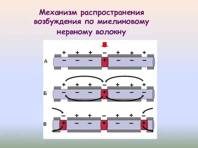 Механизм распространения возбуждения по миелиновому нервному волокну