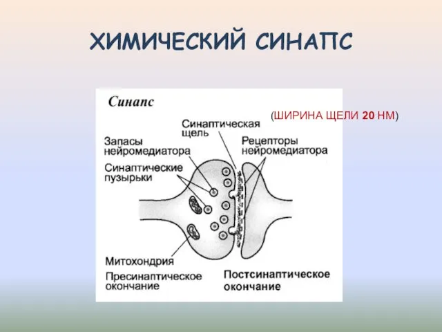 ХИМИЧЕСКИЙ СИНАПС (ШИРИНА ЩЕЛИ 20 НМ)