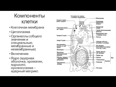 Компоненты клетки Клеточная мембрана Цитоплазма Органеллы (общего значения и специальные; мембранные