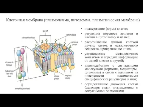 Клеточная мембрана (плазмолемма, цитолемма, плазматическая мембрана) поддержание формы клетки; регуляция переноса