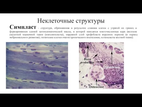 Неклеточные структуры Симпласт - структура, образованная в результате слияния клеток с