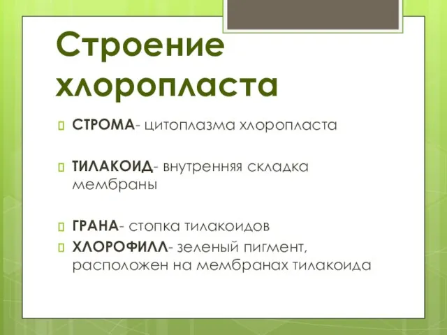 Строение хлоропласта СТРОМА- цитоплазма хлоропласта ТИЛАКОИД- внутренняя складка мембраны ГРАНА- стопка