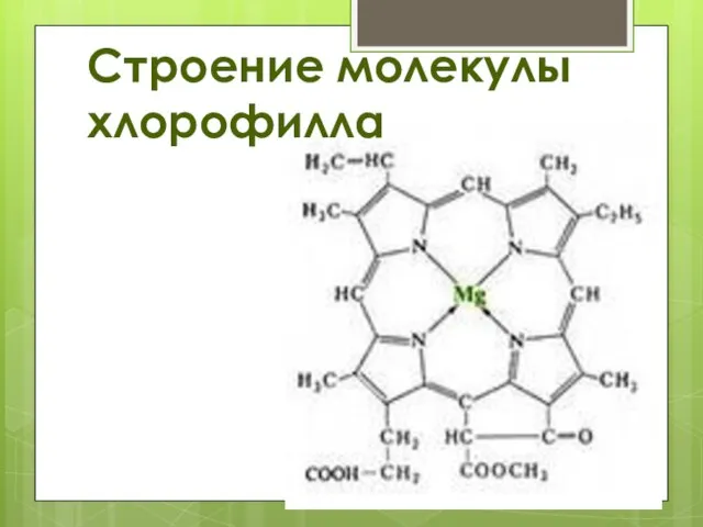 Строение молекулы хлорофилла