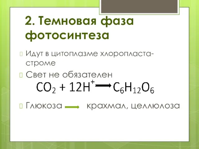 2. Темновая фаза фотосинтеза Идут в цитоплазме хлоропласта- строме Свет не обязателен Глюкоза крахмал, целлюлоза