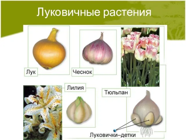 Луковичные растения