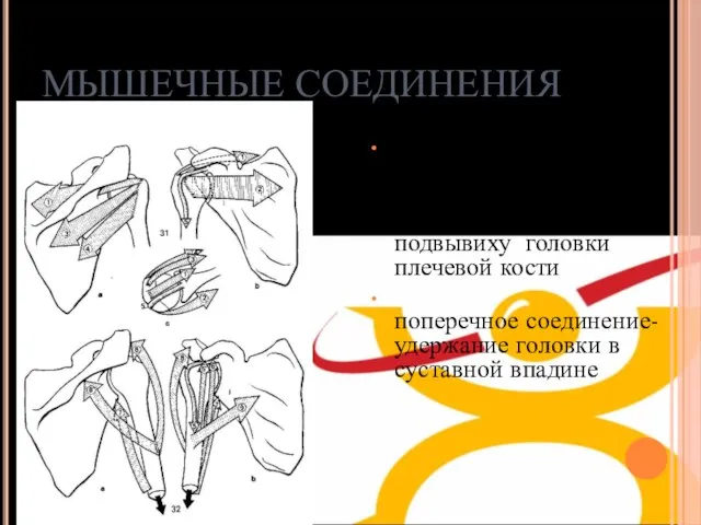 МЫШЕЧНЫЕ СОЕДИНЕНИЯ Продольное соединение-препятствует своим тоническим сокращением нижнему подвывиху головки плечевой