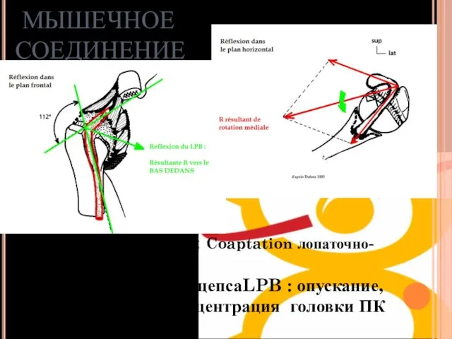 Манжетка ротаторов : Coaptation лопаточно-плечевого Длинная головка бицепсаLPB : опускание, кибернетическая