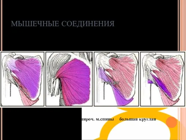 Мышцы аддукторы подлопаточная большая грудная широч. м.спины большая круглая МЫШЕЧНЫЕ СОЕДИНЕНИЯ