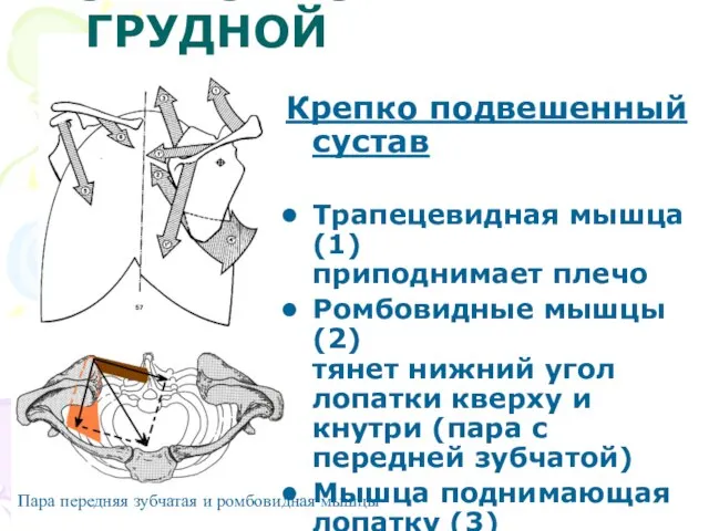 Крепко подвешенный сустав Трапецевидная мышца (1) приподнимает плечо Ромбовидные мышцы (2)