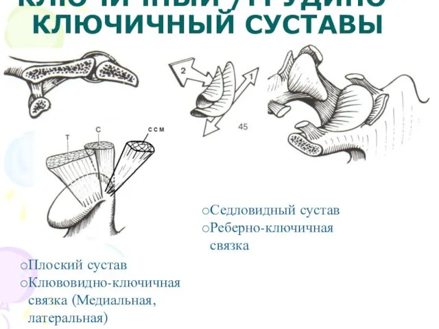 АКРОМИАЛЬНО-КЛЮЧИЧНЫЙ /ГРУДИНО-КЛЮЧИЧНЫЙ СУСТАВЫ Седловидный сустав Реберно-ключичная связка Плоский сустав Клювовидно-ключичная связка (Медиальная, латеральная)