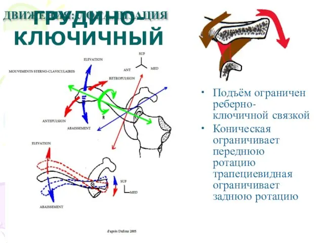 ГРУДИНО-КЛЮЧИЧНЫЙ Подъём ограничен реберно-ключичной связкой Коническая ограничивает переднюю ротацию трапециевидная ограничивает заднюю ротацию ДВИЖЕНИЯ: ЛОКАЛИЗАЦИЯ