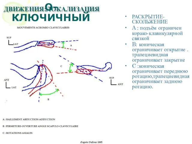 AКРОМИАЛЬНО-КЛЮЧИЧНЫЙ РАСКРЫТИЕ-СКОЛЬЖЕНИЕ A : подъём ограничен корако-клавикулярной связкой B: коническая ограничивает