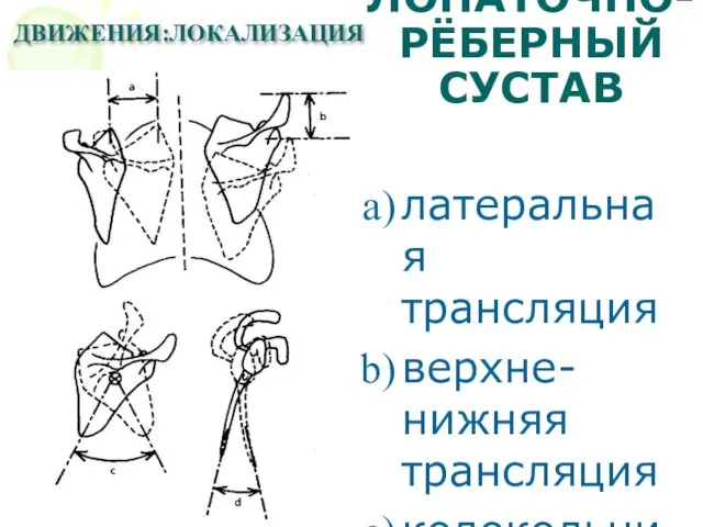 ЛОПАТОЧНО-РЁБЕРНЫЙ СУСТАВ латеральная трансляция верхне-нижняя трансляция колокольчик качание ДВИЖЕНИЯ:ЛОКАЛИЗАЦИЯ