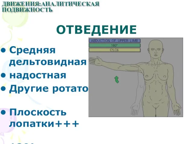 ОТВЕДЕНИЕ Средняя дельтовидная надостная Другие ротаторы Плоскость лопатки+++ 180° ДВИЖЕНИЯ:АНАЛИТИЧЕСКАЯ ПОДВИЖНОСТЬ