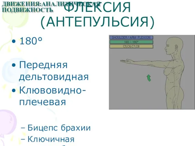 ФЛЕКСИЯ (АНТЕПУЛЬСИЯ) 180° Передняя дельтовидная Клювовидно-плечевая Бицепс брахии Ключичная порция б.грудной ДВИЖЕНИЯ:АНАЛИТИЧЕСКАЯ ПОДВИЖНОСТЬ