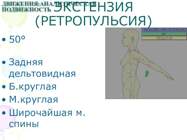 ЭКСТЕНЗИЯ(РЕТРОПУЛЬСИЯ) 50° Задняя дельтовидная Б.круглая М.круглая Широчайшая м.спины ДВИЖЕНИЯ:АНАЛИТИЧЕСКАЯ ПОДВИЖНОСТЬ