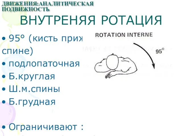 ВНУТРЕНЯЯ РОТАЦИЯ 95° (кисть прижата к спине) подлопаточная Б.круглая Ш.м.спины Б.грудная Ограничивают :наружные ротаторы ДВИЖЕНИЯ:АНАЛИТИЧЕСКАЯ ПОДВИЖНОСТЬ